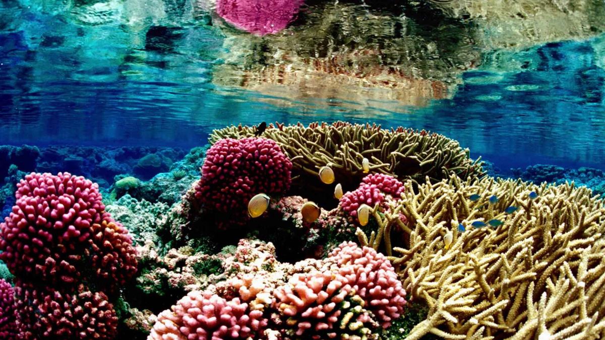 Colorful coral reef underwater