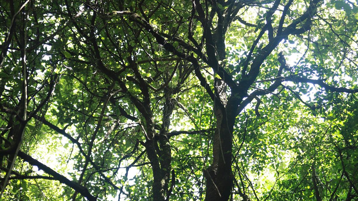 Sunlight streaming through a green forest canopy