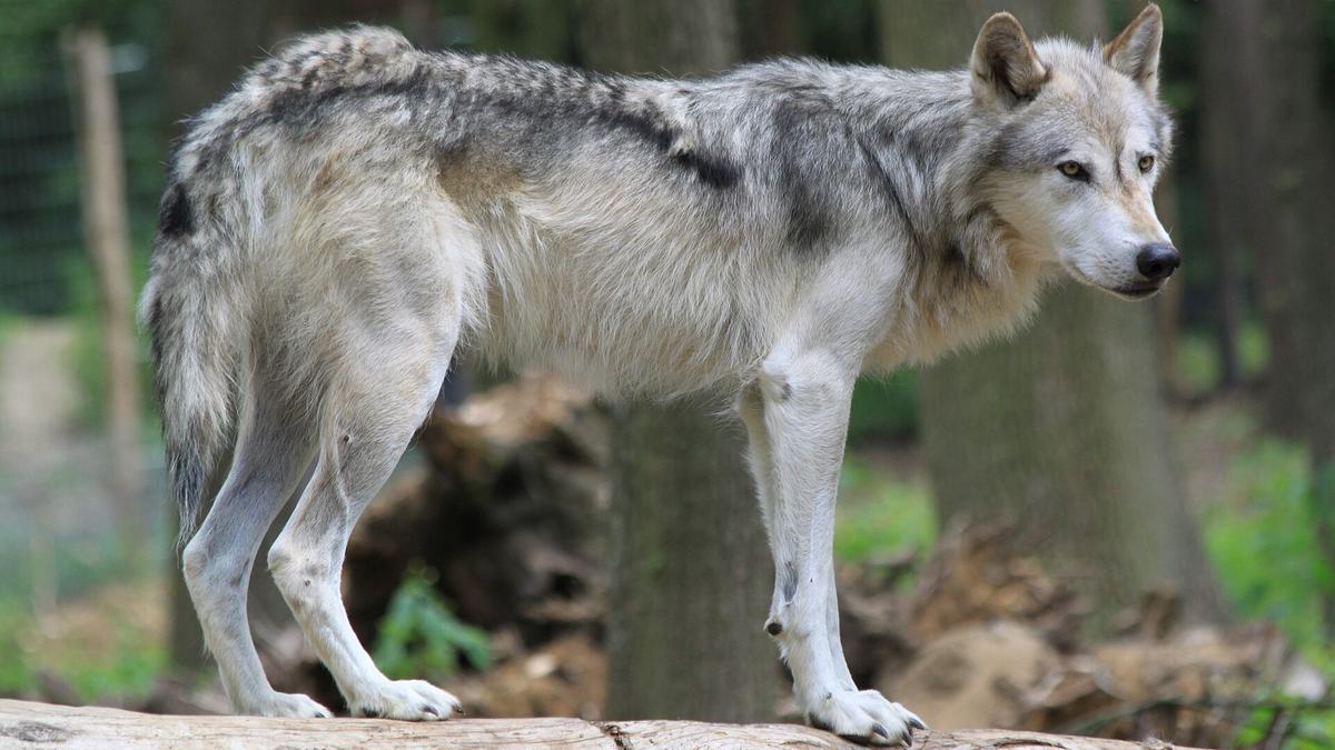 A grey wolf — a top-level consumer