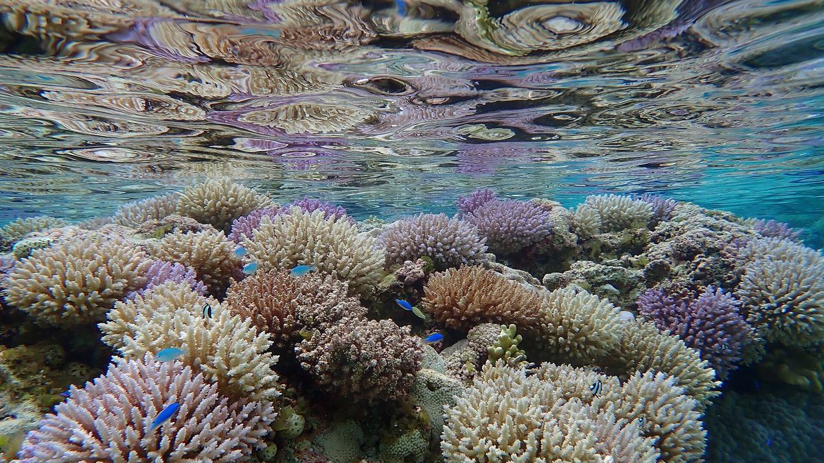 Coral reef