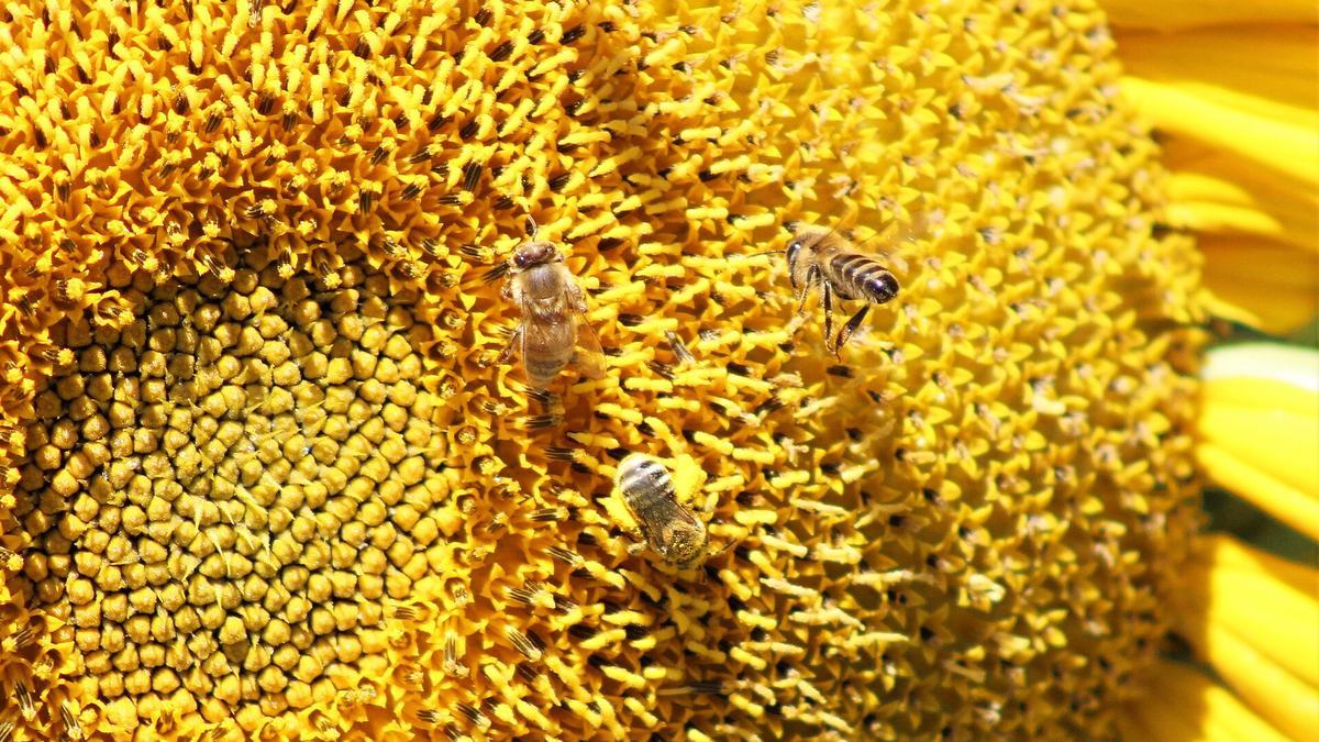 Bee pollinating a sunflower