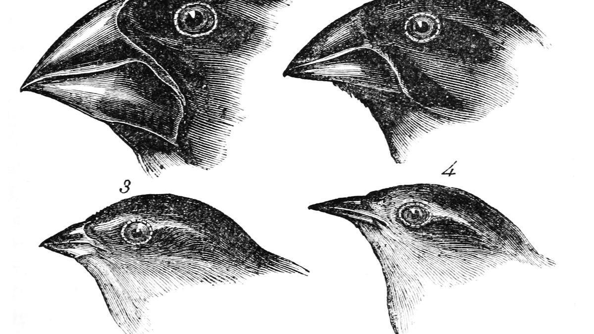 Darwin's finches beak variations