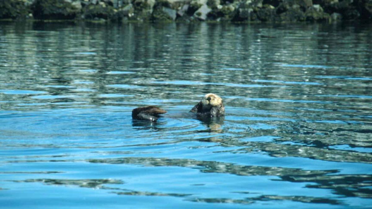 Sea otter