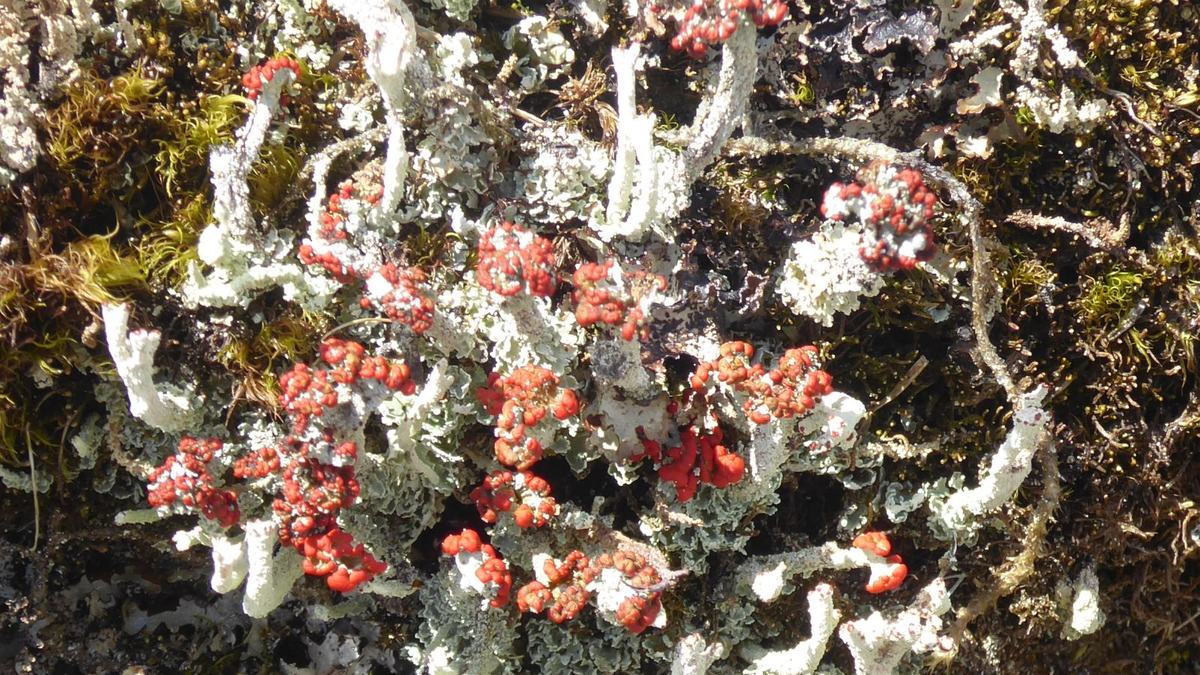 Lichens colonizing bare rock