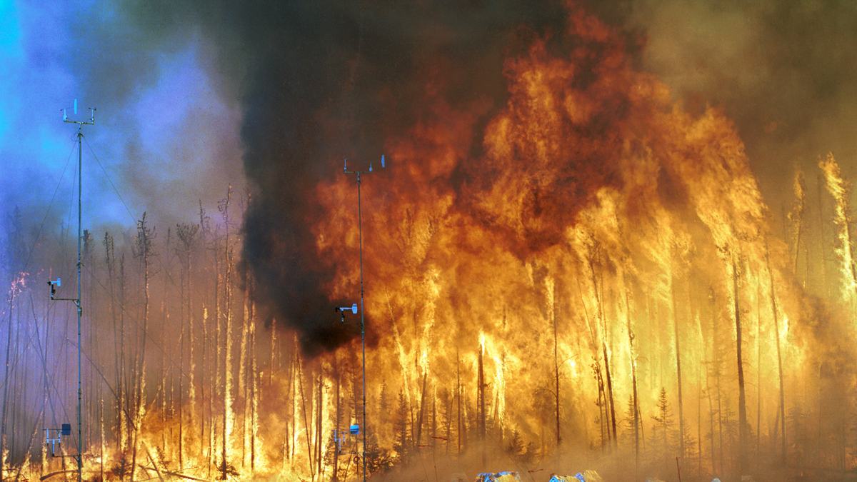 Forest wildfire