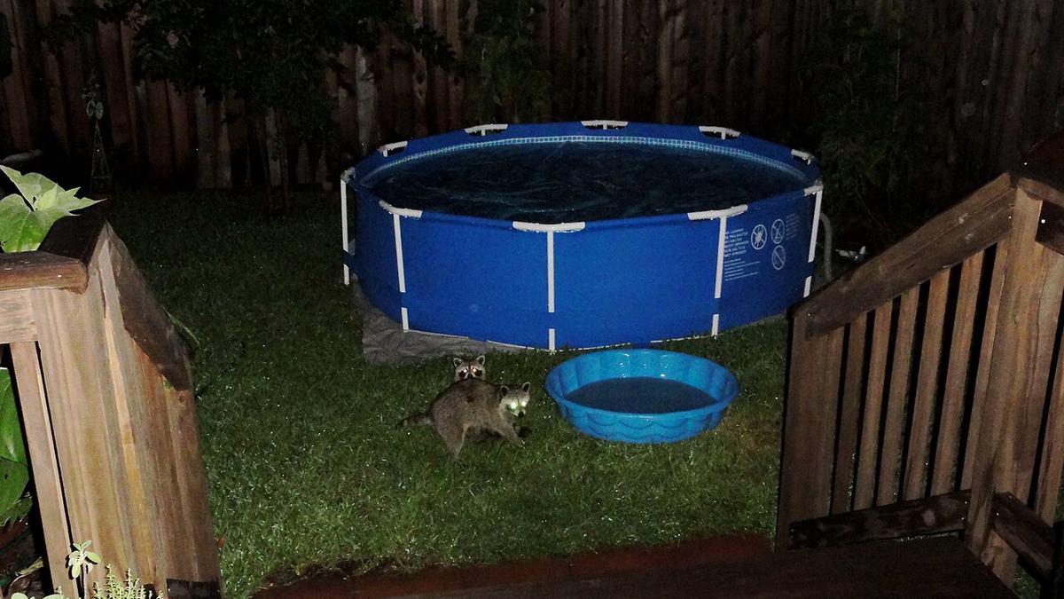 A raccoon: the textbook generalist — eats anything, lives anywhere