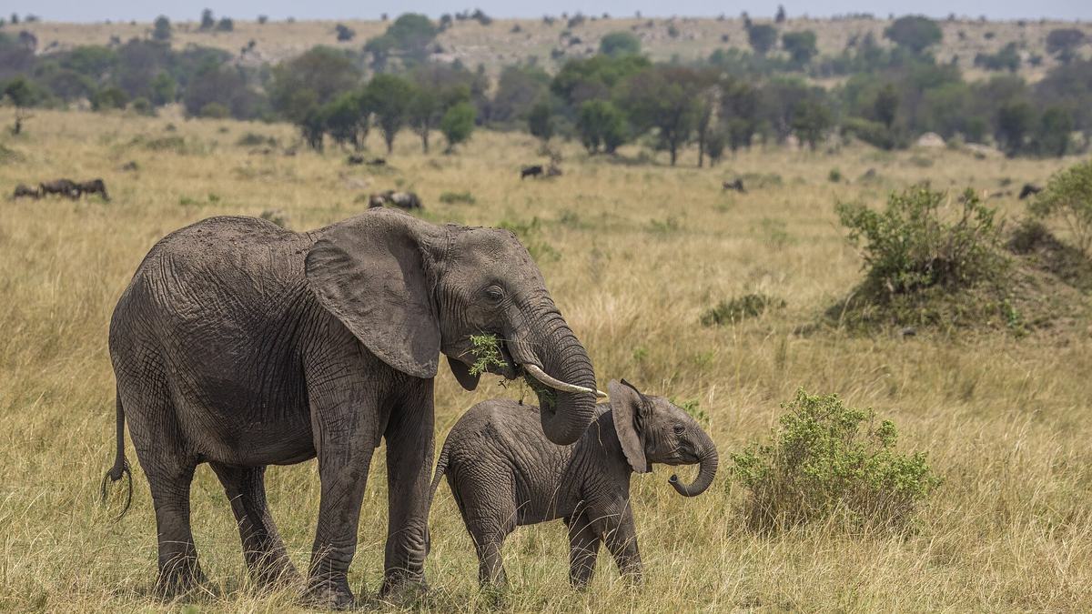 An elephant calf: few offspring, years of parental care — classic K-selected