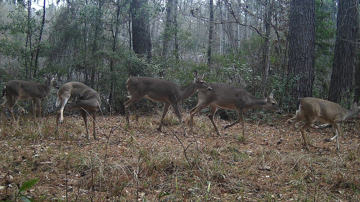 A deer herd — the textbook case of overshoot and dieback