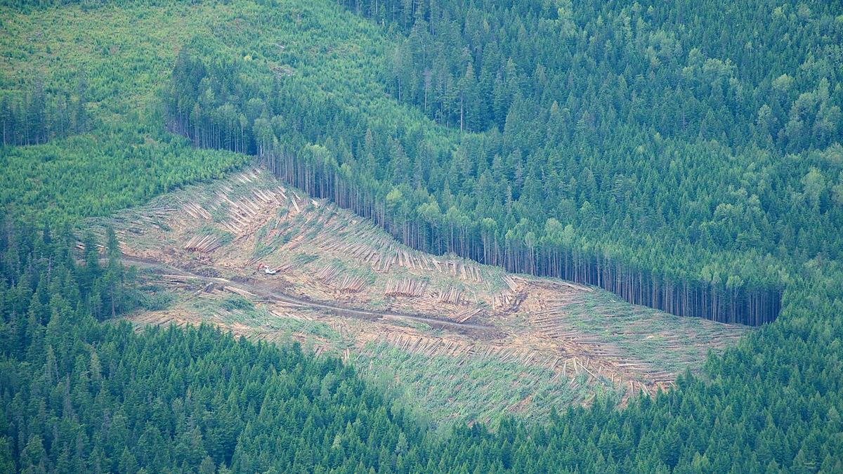 Clearcut slope — this is what 'no root system' looks like