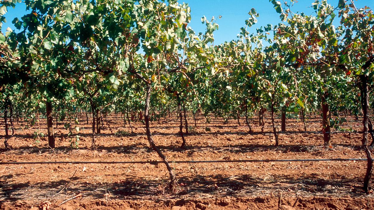 Drip irrigation tape delivering water straight to the root zone