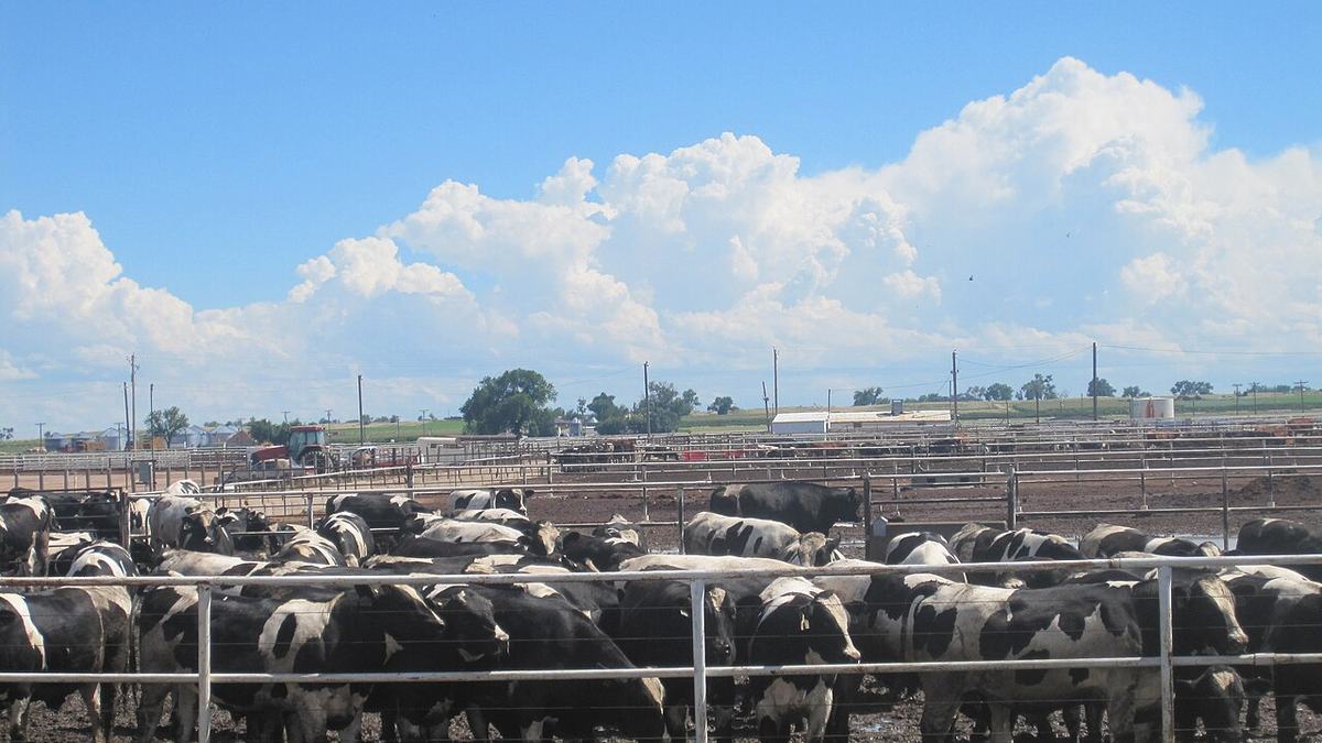A concentrated animal feeding operation (CAFO)